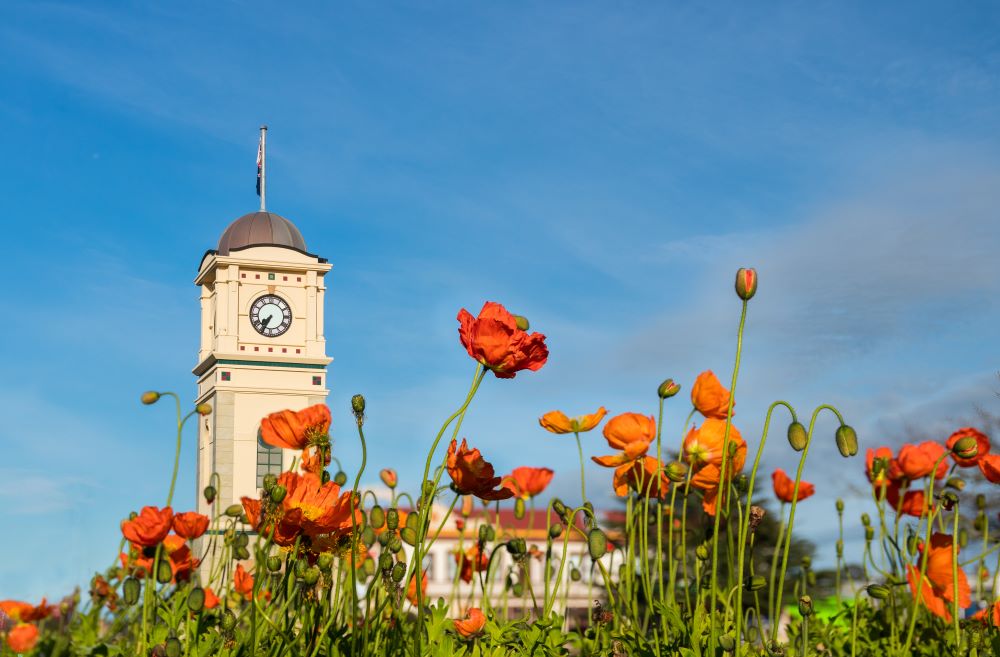 Feilding clock tower with flowers in the foreground.