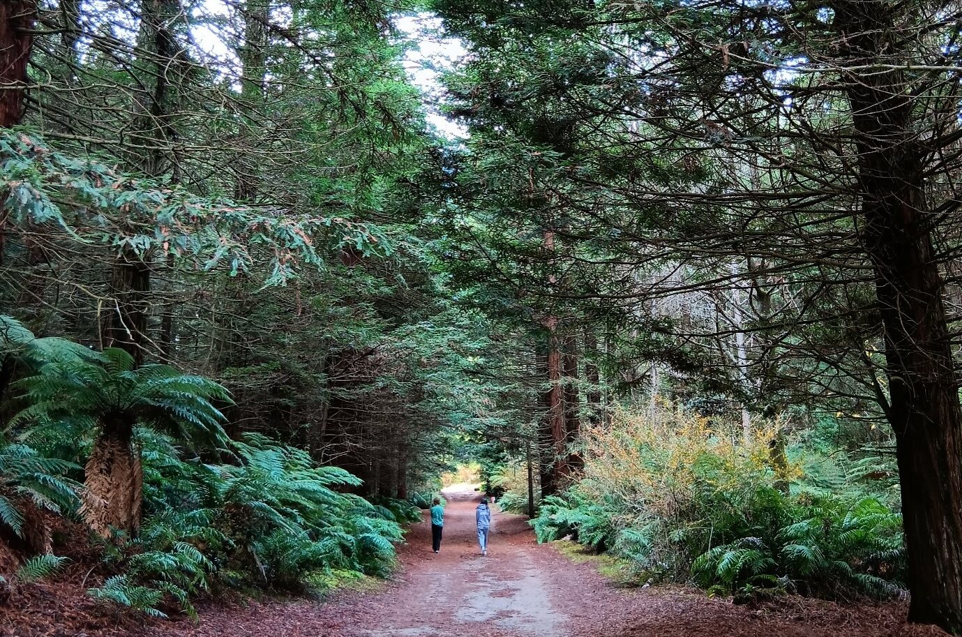 A pair of young people walk through the redwood forest.